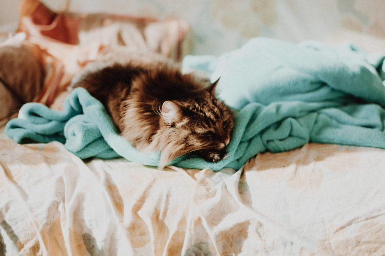 Lorem ipsum dolor sit amet, consectetur adipiscing elit,